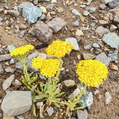 Achillea tomentosa, Filzige Teppich-Garbet