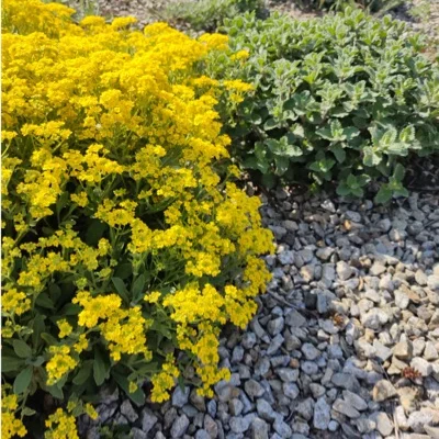 Alyssum saxatile, Felsen-Steinkraut