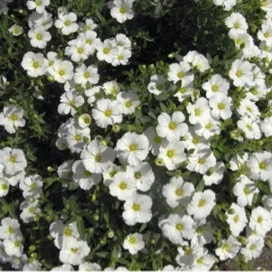 Arenaria montana, Berg-Sandkraut