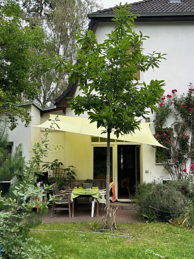 Schattenspendender Baum an einer Terrasse.