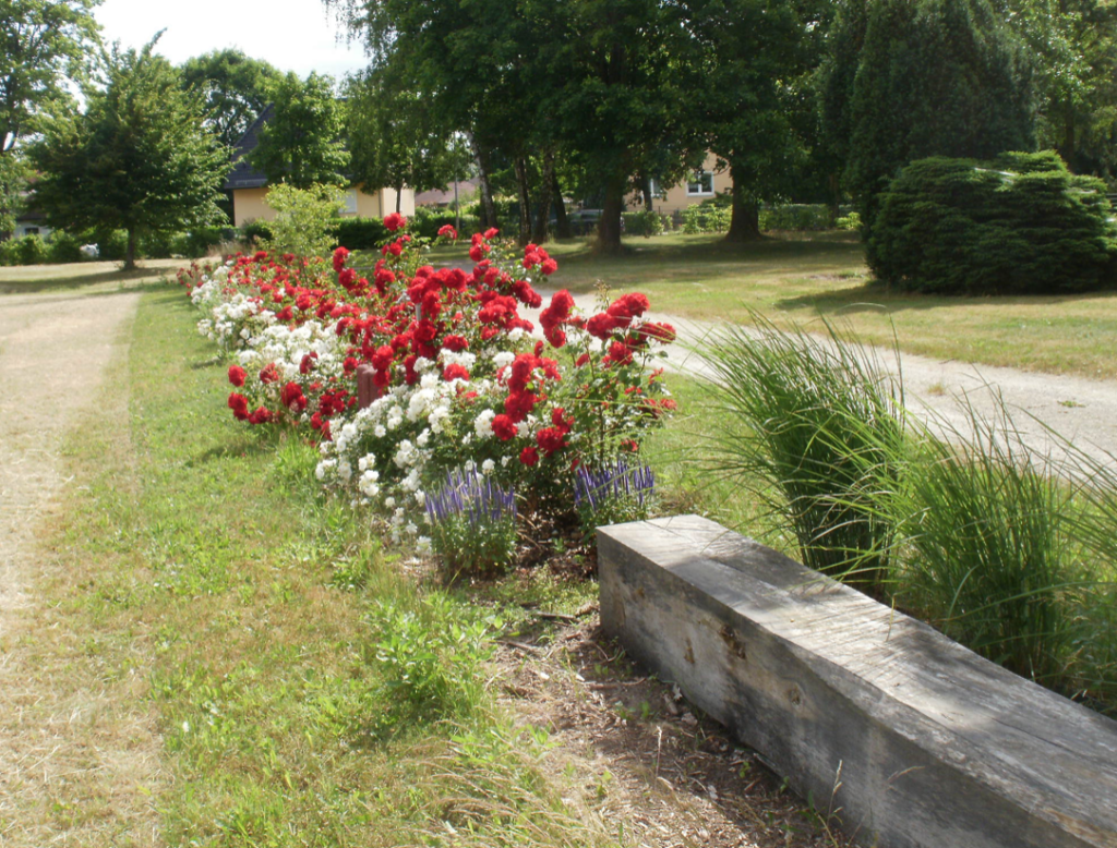 Rosenbeete im Garten der Vielfalt