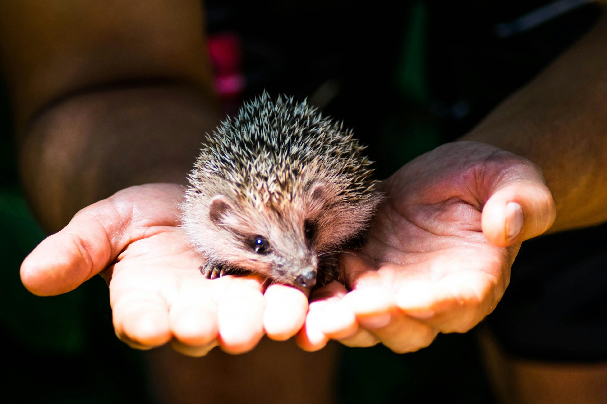 Igel, Foto von Indigo Blackwood auf pexels.de